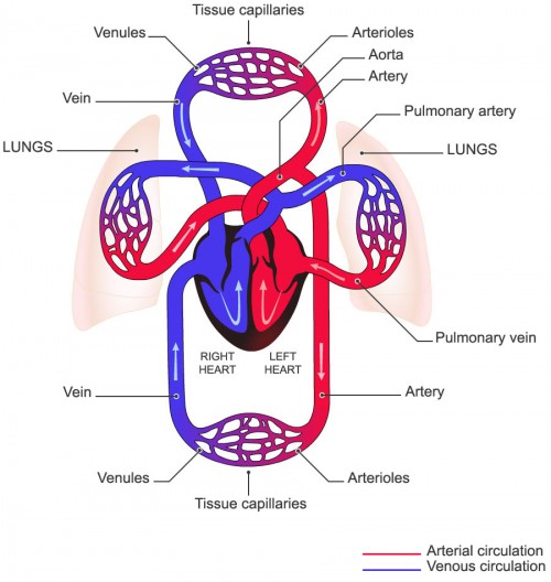 Arterial and Venous Circulation